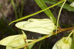 Slimleaf pawpaw